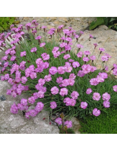 Dianthus gratianopolitanus 'Pink Jewel' - nageljček