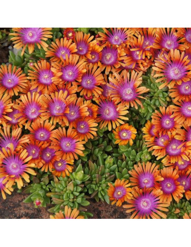 Delosperma 'Sundella Apricot' - delosperma