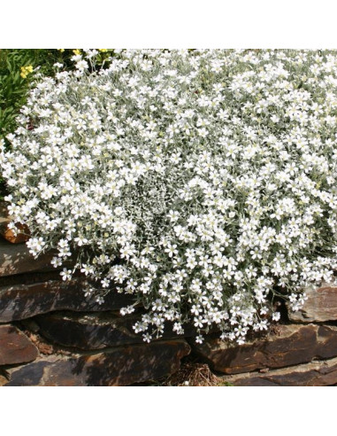 Cerastium tomentosum - smiljka