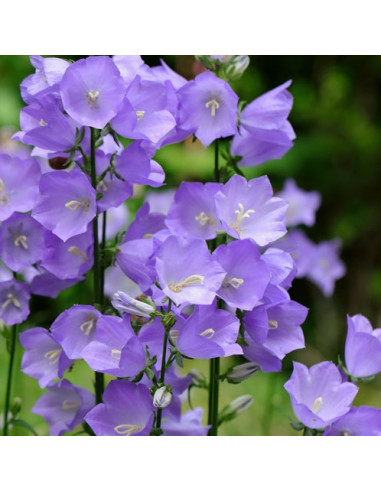 Campanula persicifolia 'Takion Blue' - breskovolistna zvončnica