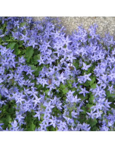 Campanula garganica - zvezdasta zvončnica