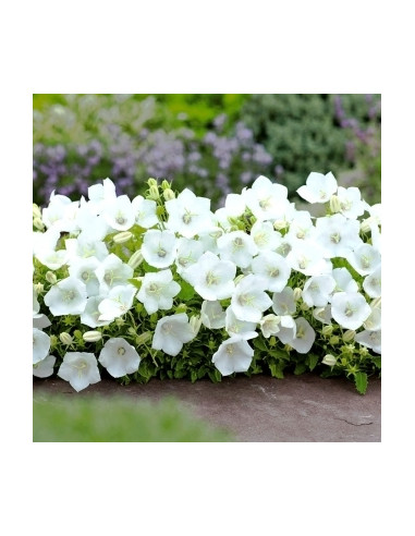 Campanula carpatica 'White Uniform' - karpatska zvončnica