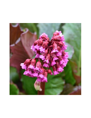 Bergenia 'Purpurea' - bergenija