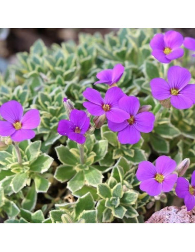 Aubrieta 'Silberrand' - avbrecija