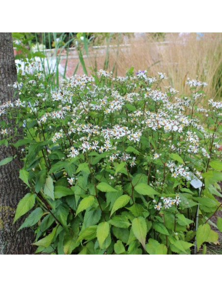 Aster divaricatus 'Beth Chatto' - gozdna nebina, astra