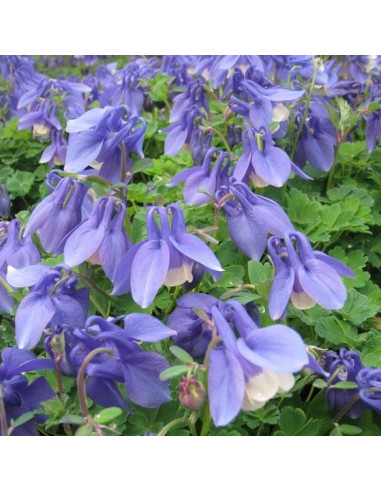 Aquilegia flabellata 'Ministar' - orlica