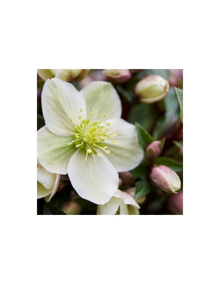 Helleborus × 'Guess' XL - teloh
