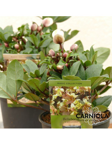 Helleborus × 'Guess' XL - teloh