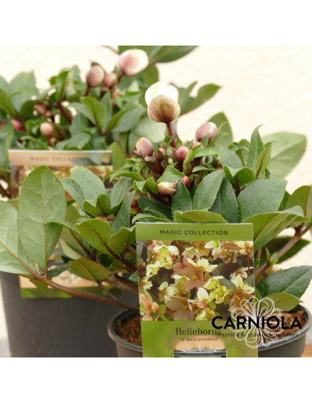 Helleborus × 'Guess' XL - teloh