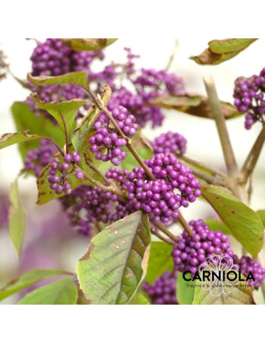 Calicarpa bodinieri 'Profusion' - lepoplodka