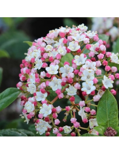 Viburnum tinus 'Gwenlian' - brogovita