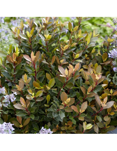 Photinia fraseri 'Chico' - fotinija