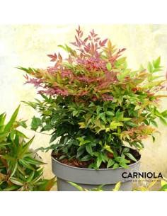 Nandina domestica 'Obsessed' - nandina, nebeški bambus 2