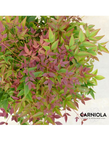 Nandina domestica 'Obsessed' - nandina, nebeški bambus