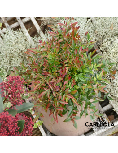 Nandina domestica 'Obsessed' - nandina, nebeški bambus