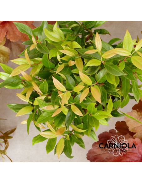 Leucothoe axillaris 'Zeblid' - levkotoja