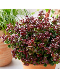 Leucothoe axillaris 'Curly Red' - levkotoja