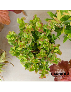 Leucothoe axillaris 'Curly Red' - levkotoja 2