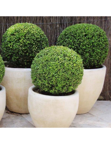 Ilex crenata Ø25cm - bodika, krogla