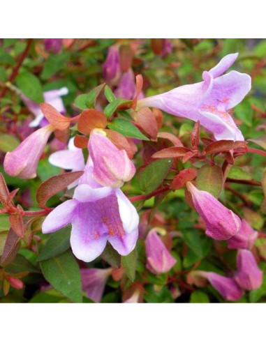 Abelia x 'Pinky Bells' - abelija