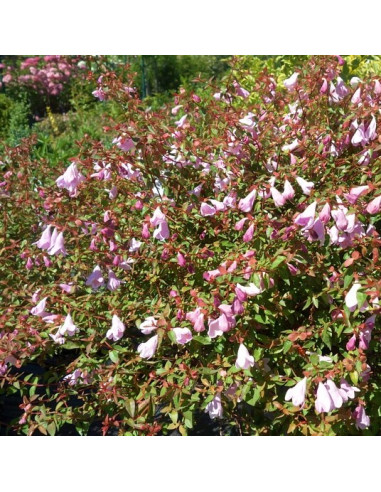 Abelia x 'Pinky Bells' - abelija