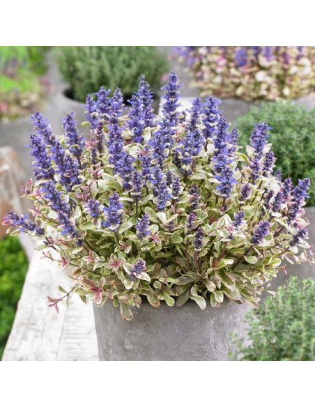 Ajuga tenorei 'Princes Nadia'  - skrečnik