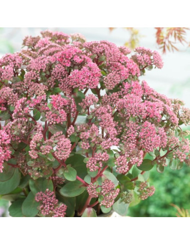 Sedum telephium 'Pink Passion' XL - hermelika