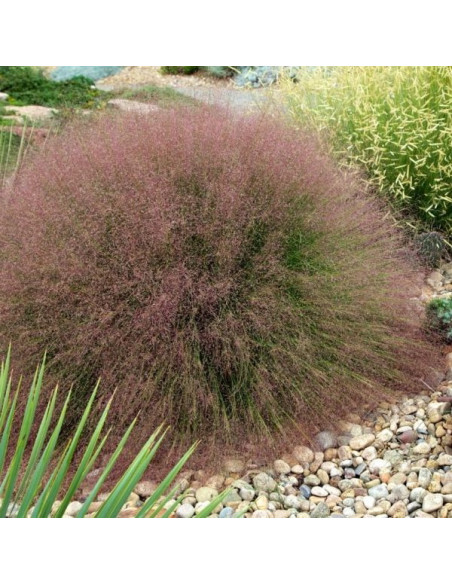 Muhlenbergia reverchonii Undaunted XL - srakoperka