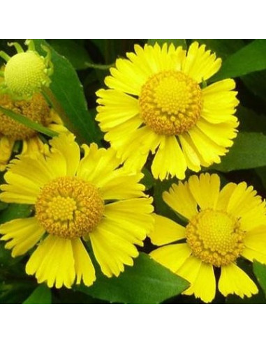 Helenium 'Wesergold' XL - helenij