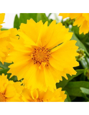 Coreopsis grandiflora 'Presto'  - lepe očke