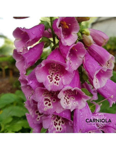 Digitalis purpurea 'Pullox Purple' XL - naprstec
