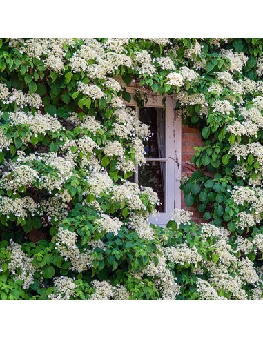 Hydrangea anomala subsp. petiolaris - vzpenjava hortenzija