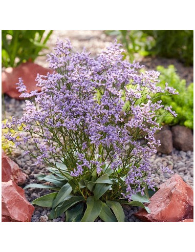 Limonium 'Dazzle Rocks' - mrežica