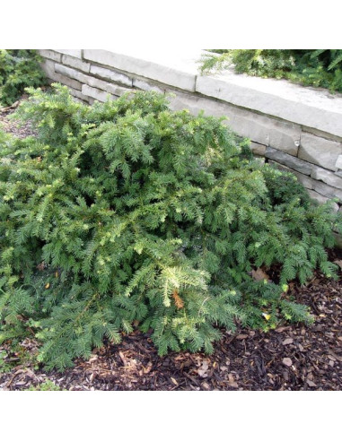 Taxus baccata 'Repandens' - pokrovna tisa