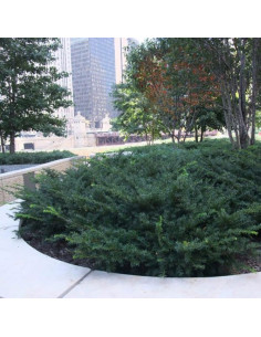 Taxus baccata 'Repandens' - pokrovna tisa 2
