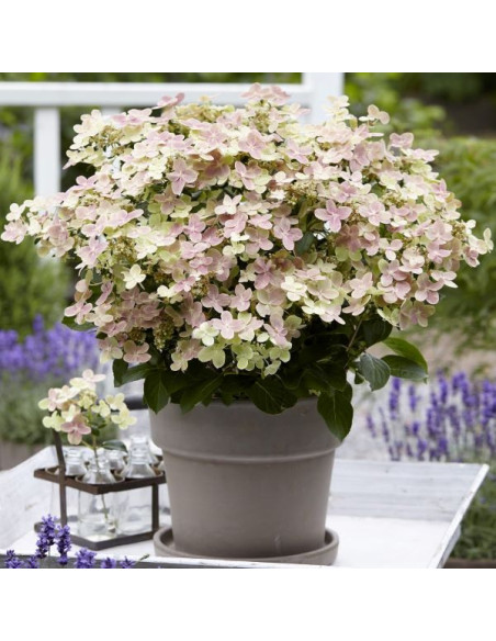 Hydrangea paniculata 'Polestar' XL - latasta hortenzija