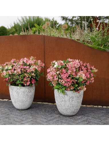 Hydrangea paniculata 'Polestar' XL - latasta hortenzija