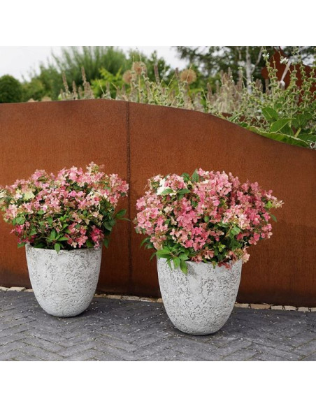 Hydrangea paniculata 'Polestar' XL - latasta hortenzija