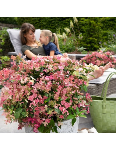 Hydrangea paniculata 'Polestar' XL - latasta hortenzija
