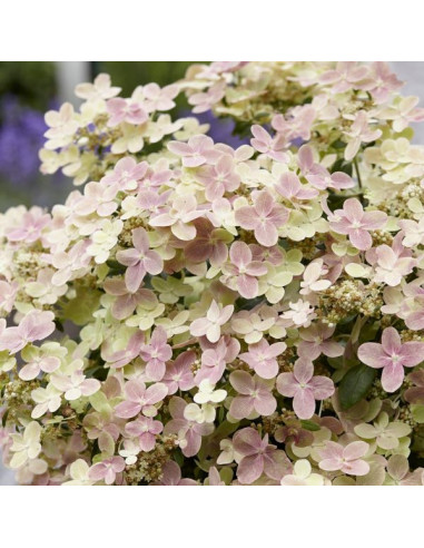 Hydrangea paniculata 'Polestar' XL - latasta hortenzija