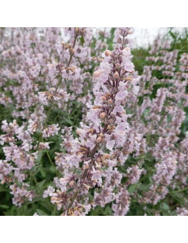 Nepeta racemosa 'Amelia' - mačja meta