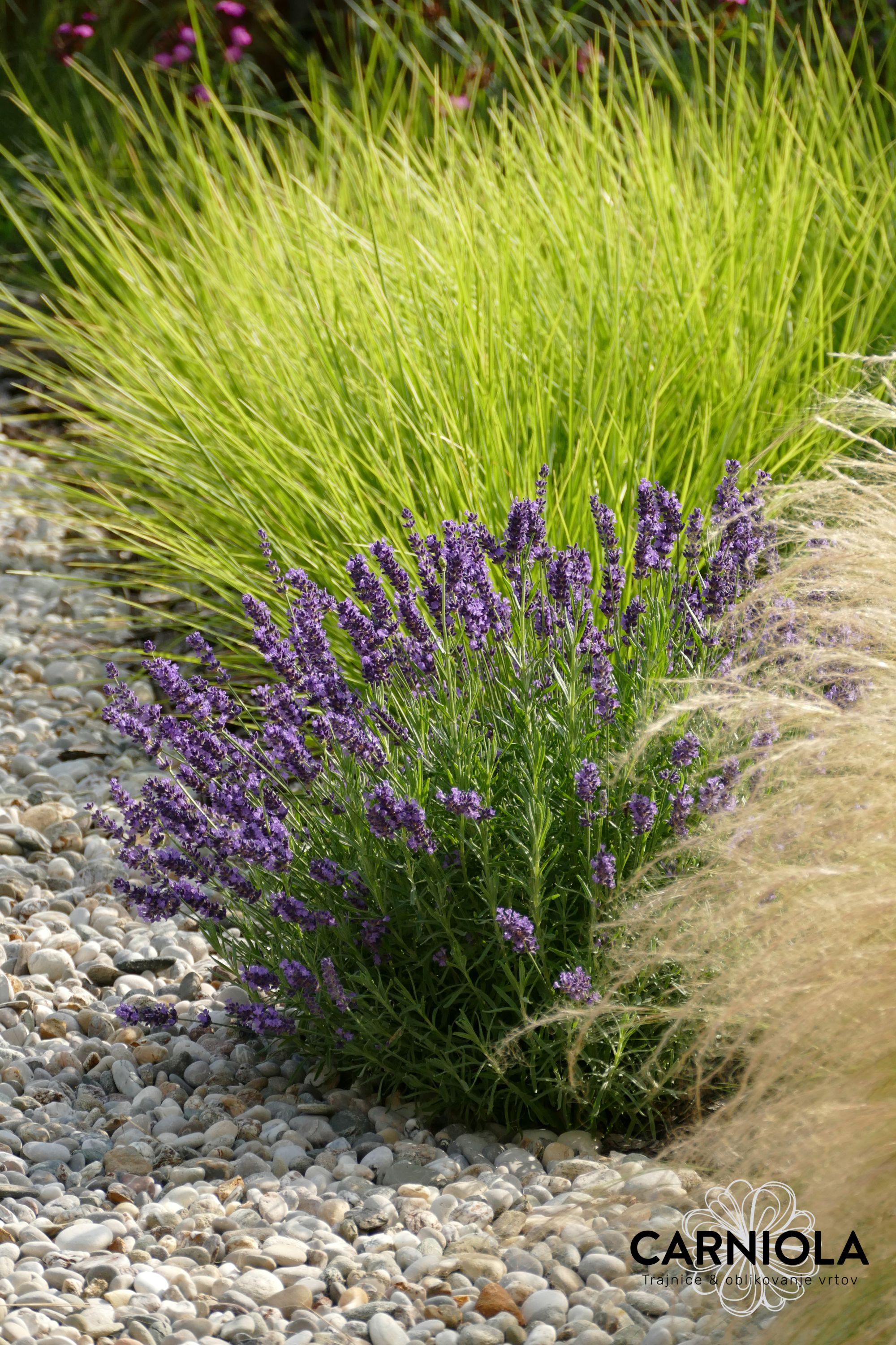 sivka, okrasne trave, oblikovanje vrtov Matic Sever