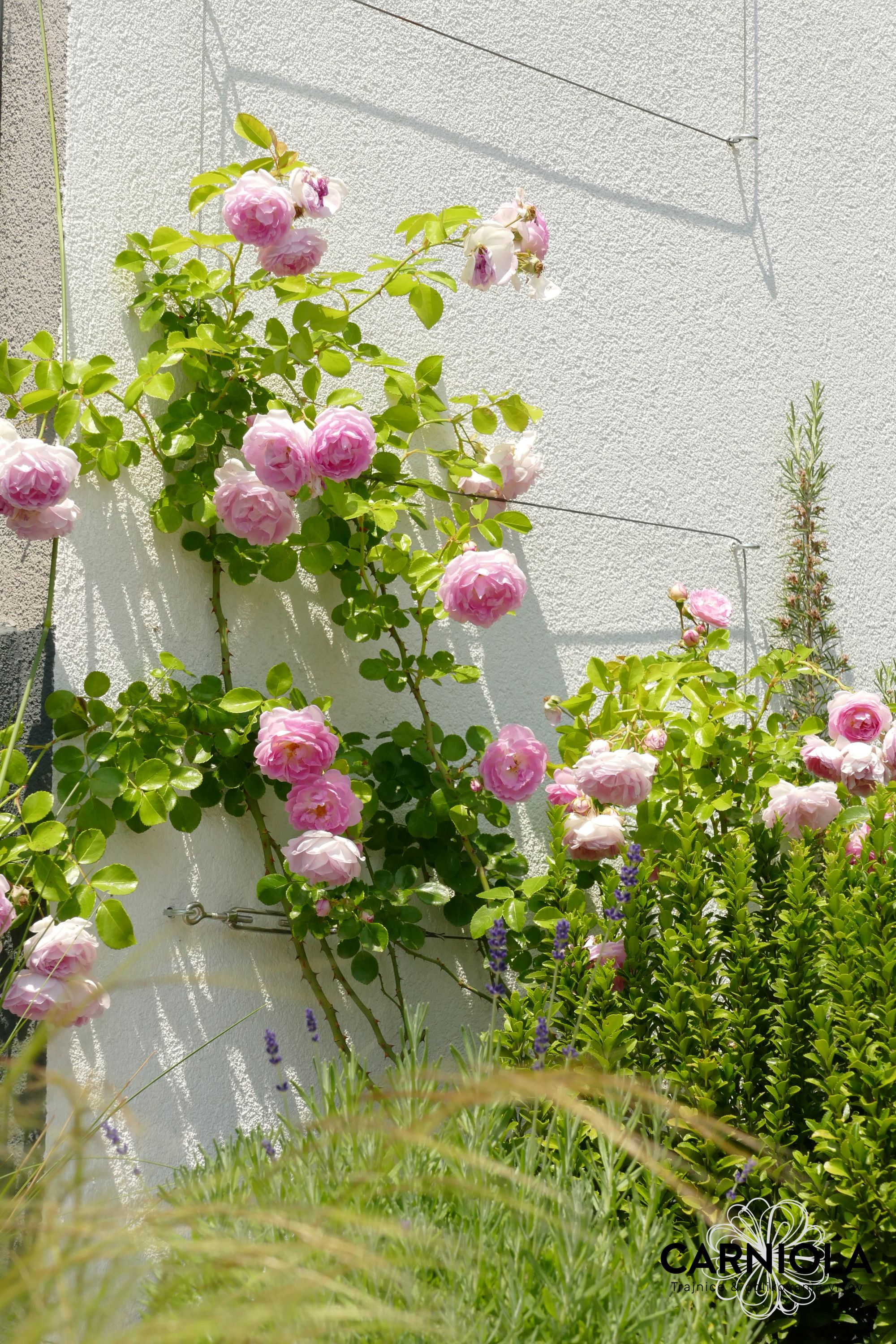 oblikovanje vrtov Trajnice Carniola