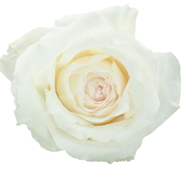 bela vrtnica