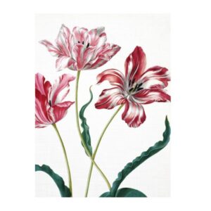 beležnica, trije tulipani