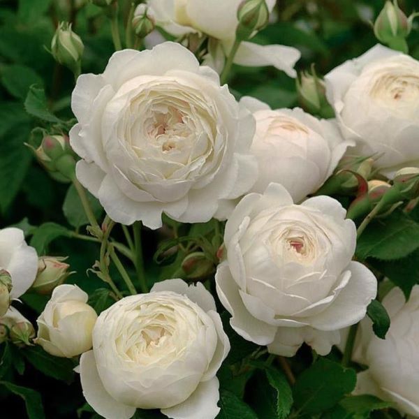 bela vrtnica angleški vrt