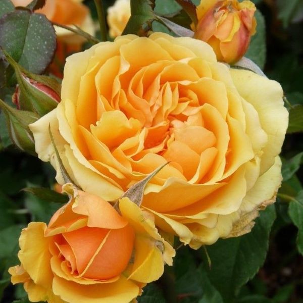 rumena oranžna dišeča vrtnica