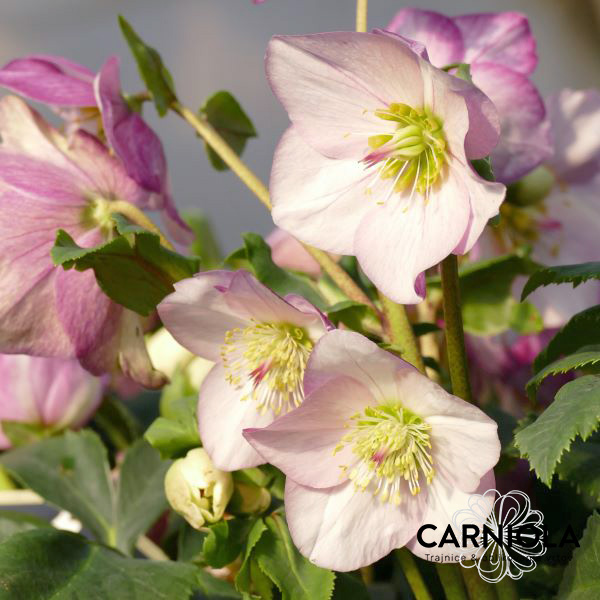 Pastelno rožnati veliki cvetovi tega teloha poživijo polsenčne kotičke vrta.