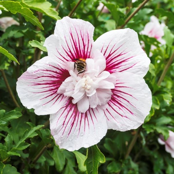 GRMASTI OSLEZ 'Starburst Chiffon' je očarljiva grmovnica z dolgim obdobjem poletnega cvetenja, navdušuje zbelimi delno polnjenimi cvetovi in rožnato rdečimi žilami, ki se razpirajo od julija do septembra. Lahko ga poljubno režemo, brez rezi pa doseže višino 150-250 cm.