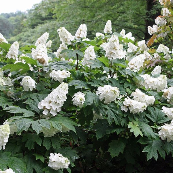 Hrastovolistna hortenzija ima lepe liste in cvetove. Bolje prenaša sušo, kot večina drugih hortenzij.